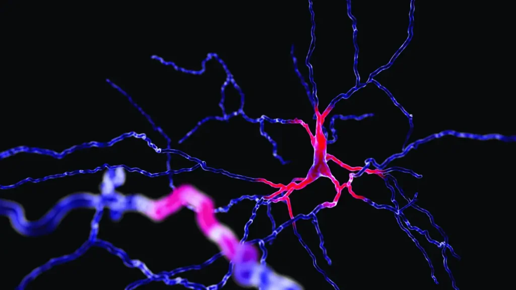 Połączenia neuronowe w mózgu podczas wydzielania dopaminy – schemat działania układu nagrody